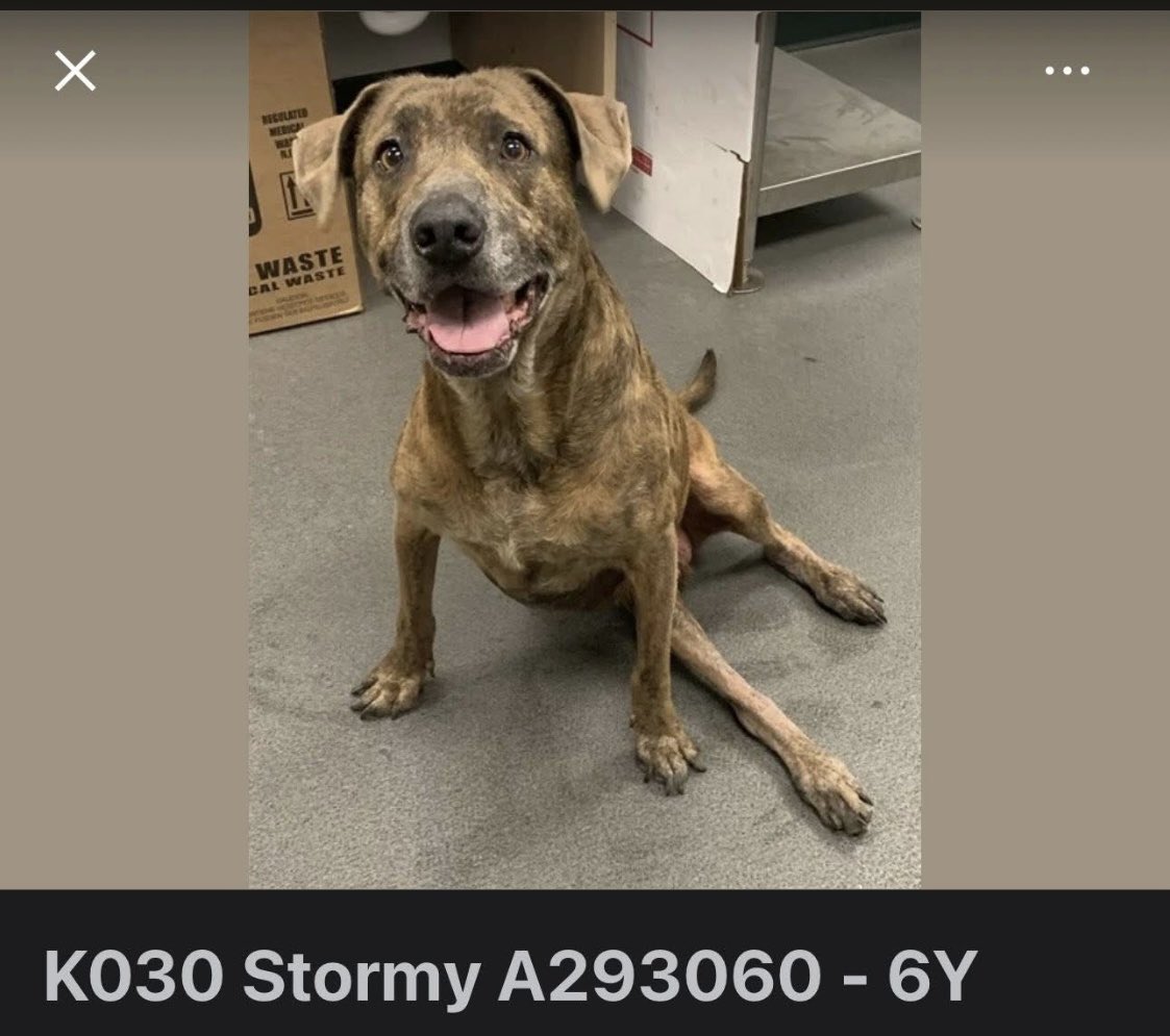 SamfromSpain's tweet image. ‼️URGENT‼️
Seems like STORMY #A293060 made it thru yesterday 4/24 @ Corpus Christi AC
Injured rear leg may require possible amputation if can’t be set
Generous PLEDGES are a MUST 4 any #RESCUE
Surgeries cost!
Plz contribute &amp;amp; give him the chance he needs!