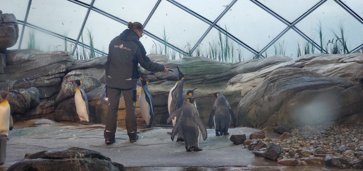 PenguEddie's tweet photo. Its world penguin day celebrate M̶e̶ all us penguins. https://t.co/lq4OGgAdAO
