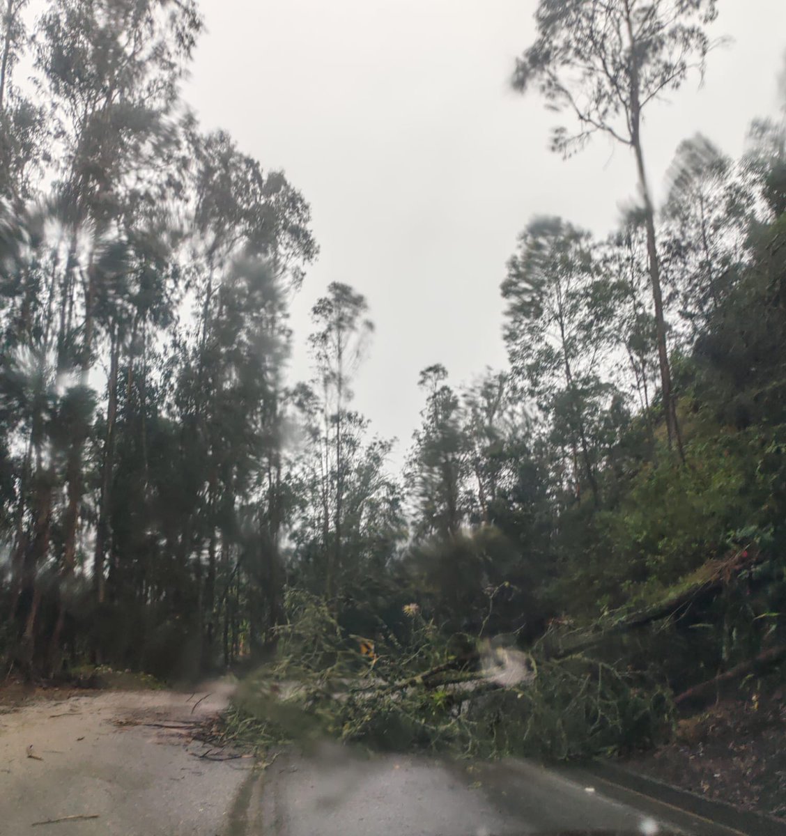 Ramiriqi's tweet image. ⚠️ PRECAUCIÓN: Árbol caído obstruye la vía Ramiriquí - Tunja, 200m antes de la gasolinera Boyacá. 

🌳🚧 Conductores deben transitar con extremo cuidado.

Esperamos pronta atención de las autoridades.

#RamiriquíBoyacá #Boyaca #Precaución