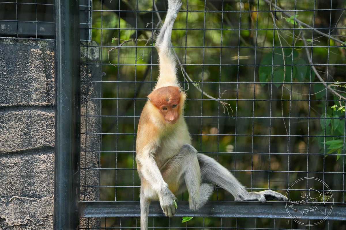 4月25日 Rahmat Zoo & Park1️⃣ ニルガイ スマトラヤマアラシ