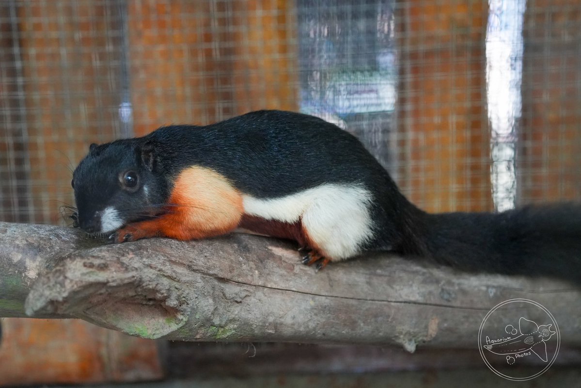 4月25日 Rahmat Zoo & Park1️⃣ ニルガイ スマトラヤマアラシ