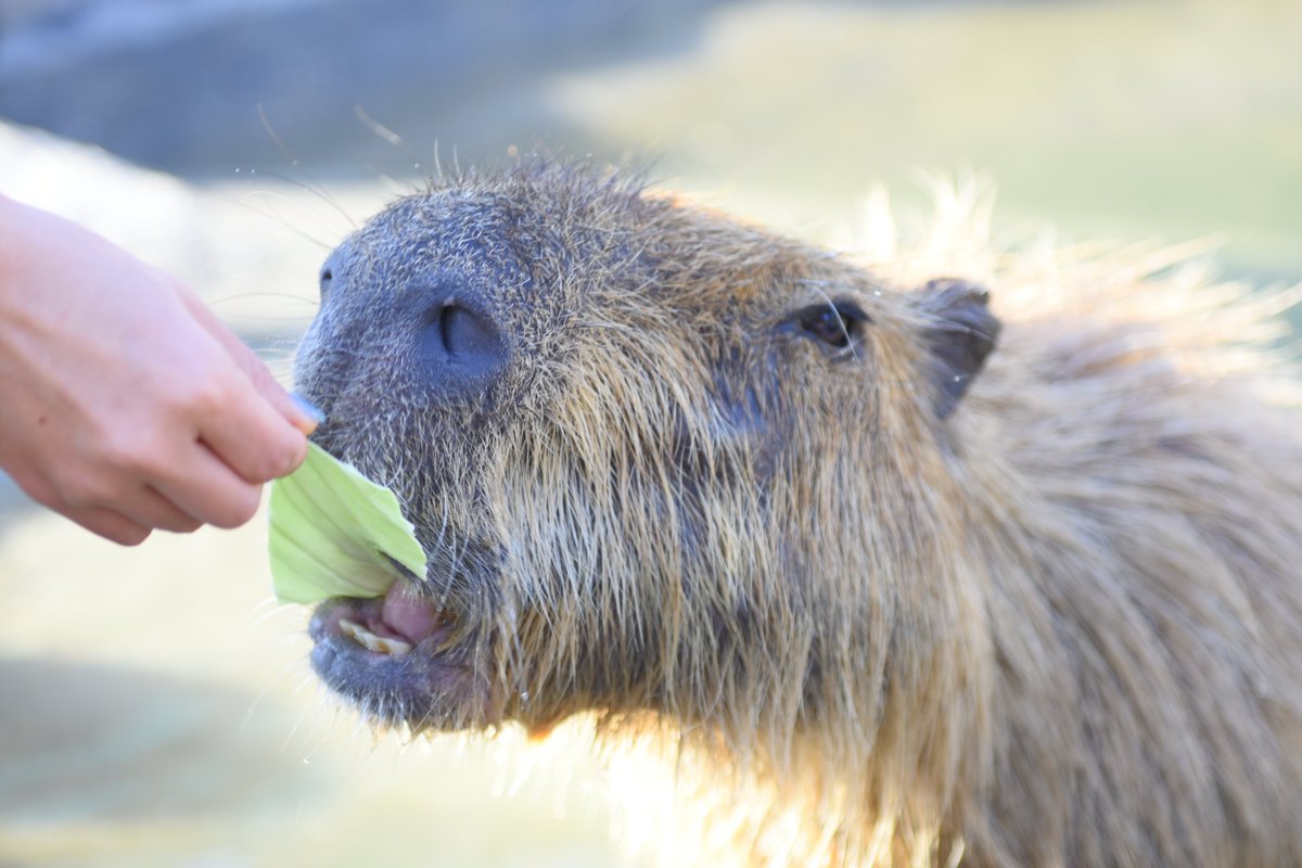 北海道旅行してみたさがあるんですが、カピバラ飼育してる施設がほぼ皆無なので、カピ活との両立が厳しいんですよね。
自分は大学は北海道だったんですけど、どうも再訪するのがおっくうに…
#カピバラ
#阿蘇ファームランドふれあい動物王国