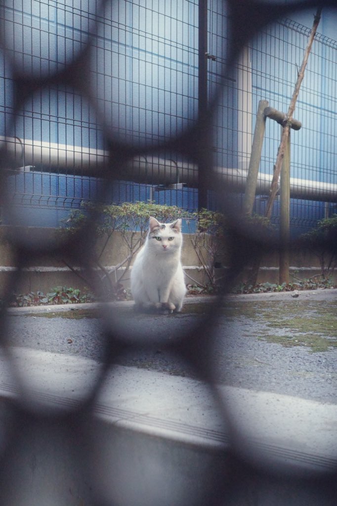 これは近所に住み着いている野良猫、静かに声かけて近づいたら逃げずに撮らせてくれた