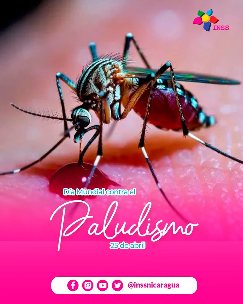 Hoy recordamos la importancia de la prevención y el control del paludismo, una enfermedad que puede evitarse con medidas oportunas y atención temprana.

Eliminar criaderos de mosquitos, proteger nuestros hogares y acudir a la unidad de salud ante síntomas.