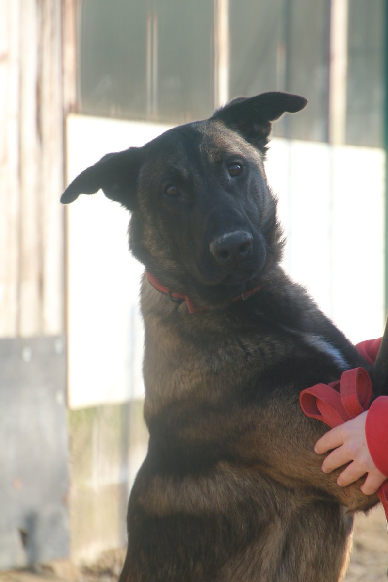 gsrescueelite's tweet image. Winston is 2yrs old and he is a loveable, clumsy oaf who loves to be with his humans. Winston can live with older kids and has been ok with most #dogs at the kennels with correct intros 
#germanshepherd #Cornwall 
gsrelite.co.uk/winston-5/
