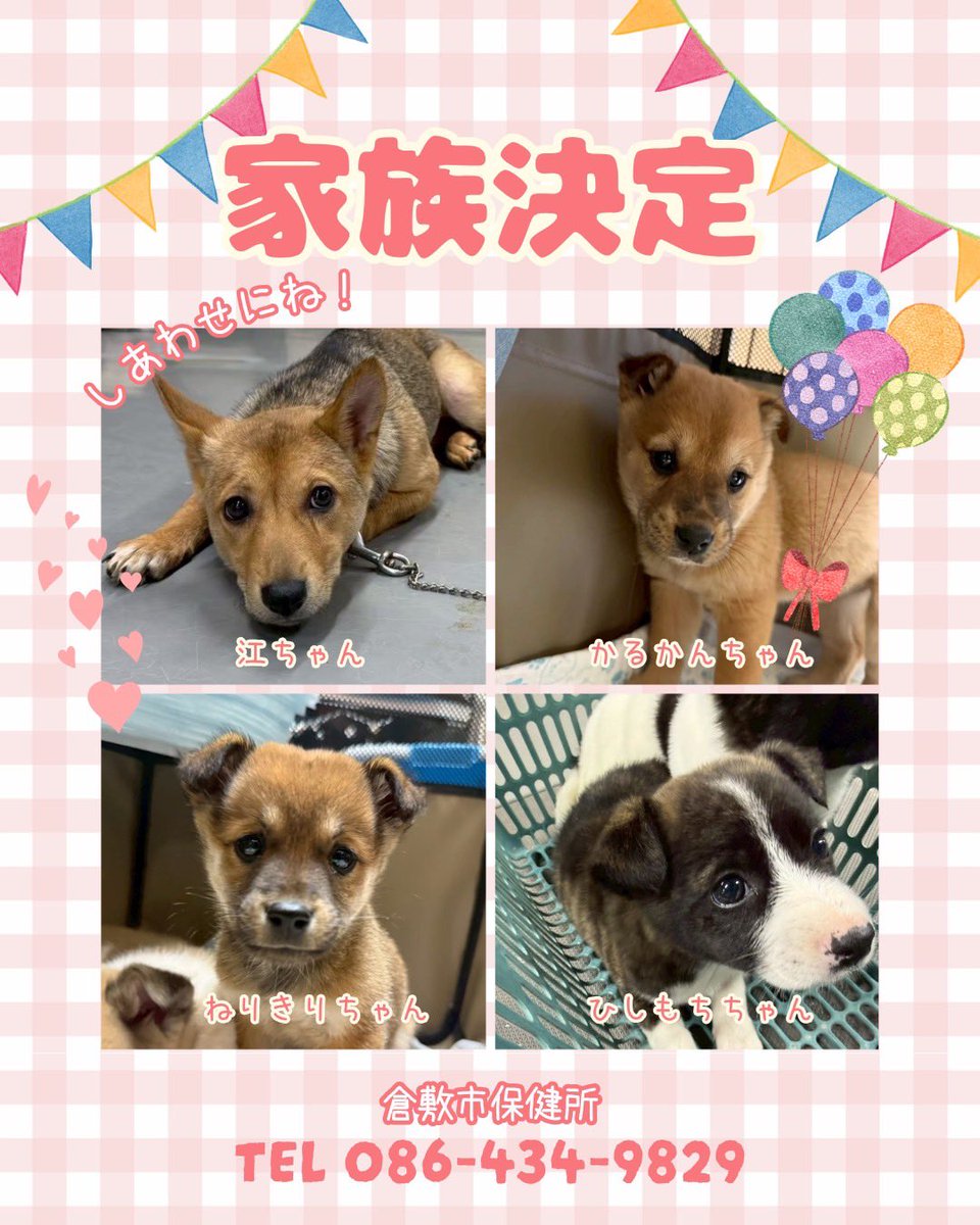 lharmonie2424's tweet photo. 倉敷市保健所より

家族決定の子犬たち。
ようすけ、主馬はトライアルへ出発しました。
緊急保護されたトイプードル4頭は新しい家族を募集します。

明日は保健所にて犬猫譲渡会を開催します。
気になる犬猫がいてもいなくても、ぜひ一度倉敷市保健所に来てみてくださいね😊 https://t.co/6RGwjUPQfI