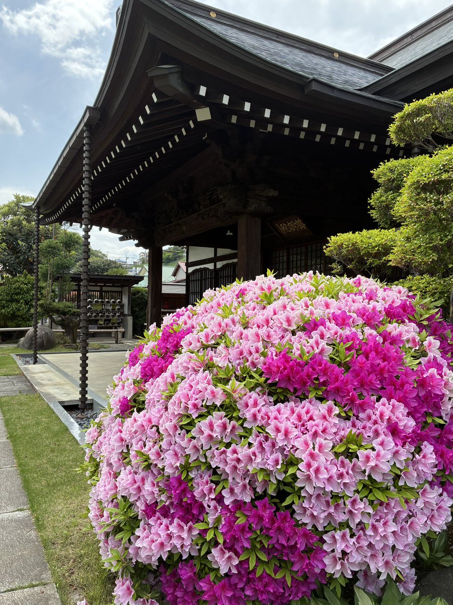 大昌寺の見事なツツジの玉仕立てをポストしておやすみなさい( ˘ω˘ ) ｽﾔｧ... 

#日野 #多摩 #躑躅