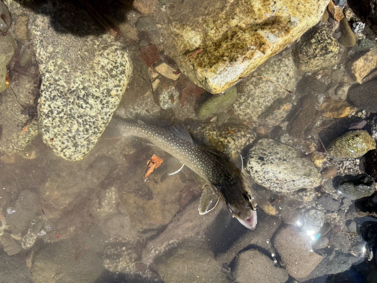 東北の渓流で、小さなヤマメ。今年の釣りが始まった🐟。