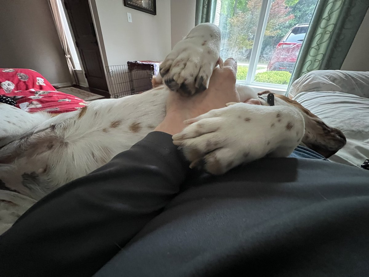 LoneSouthpaw's tweet image. Can’t. Pinned to sofa by Petunia. #bassethound