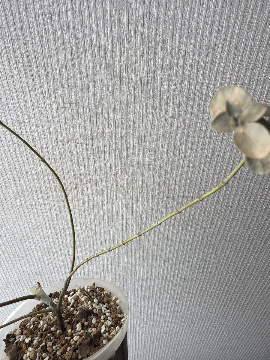 botanicoROCA's tweet image. うっかり雨続きの日に雨ざらしにしてしまった銀世界が枯れかけてしまっています(◞ ̫◟)
アドバイザーの指示を受け、ここさら枝を更にカット。元気出してー！、

#botanirocaユーカリ
#ユーカリ #eucalyptus 
#botanirocaユーカリ銀世界
#SilverleavedMountainGum
#Eucalyptuscinerea