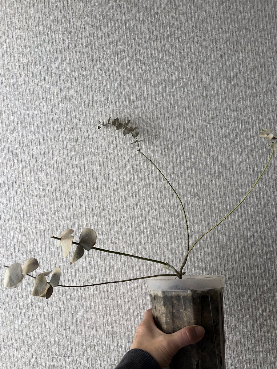 botanicoROCA's tweet image. うっかり雨続きの日に雨ざらしにしてしまった銀世界が枯れかけてしまっています(◞ ̫◟)
アドバイザーの指示を受け、ここさら枝を更にカット。元気出してー！、

#botanirocaユーカリ
#ユーカリ #eucalyptus 
#botanirocaユーカリ銀世界
#SilverleavedMountainGum
#Eucalyptuscinerea