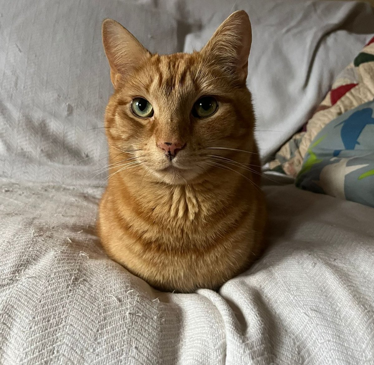 IsabelMathiasPR's tweet image. Mango was adopted from @ShropsCatRescue the cat village in Shrewsbury #Shropshire