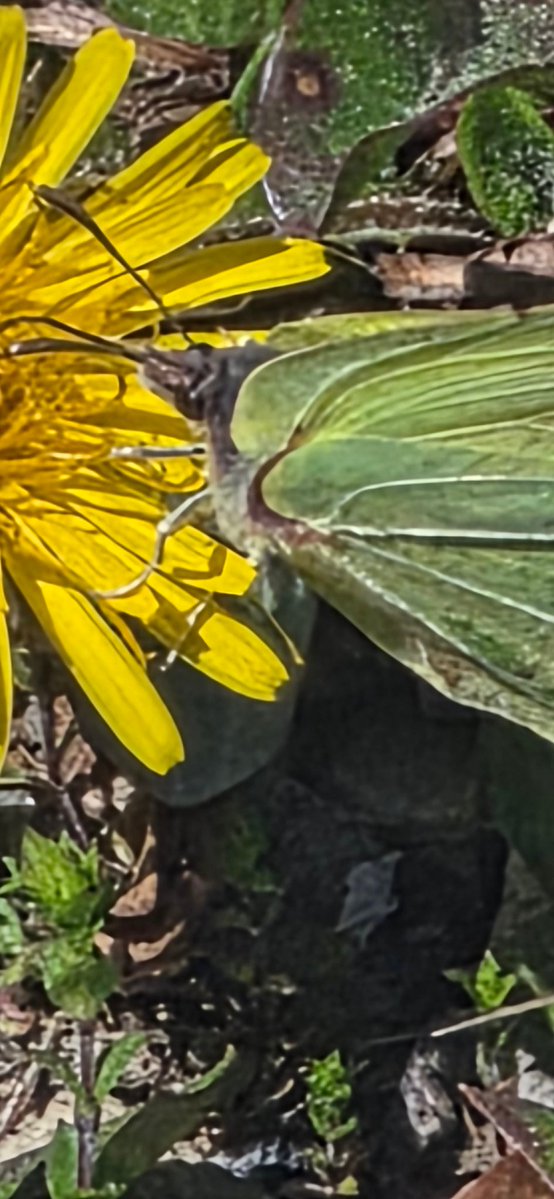 AlexandraS11451's tweet image. #squirrls  #butterflies, #birds