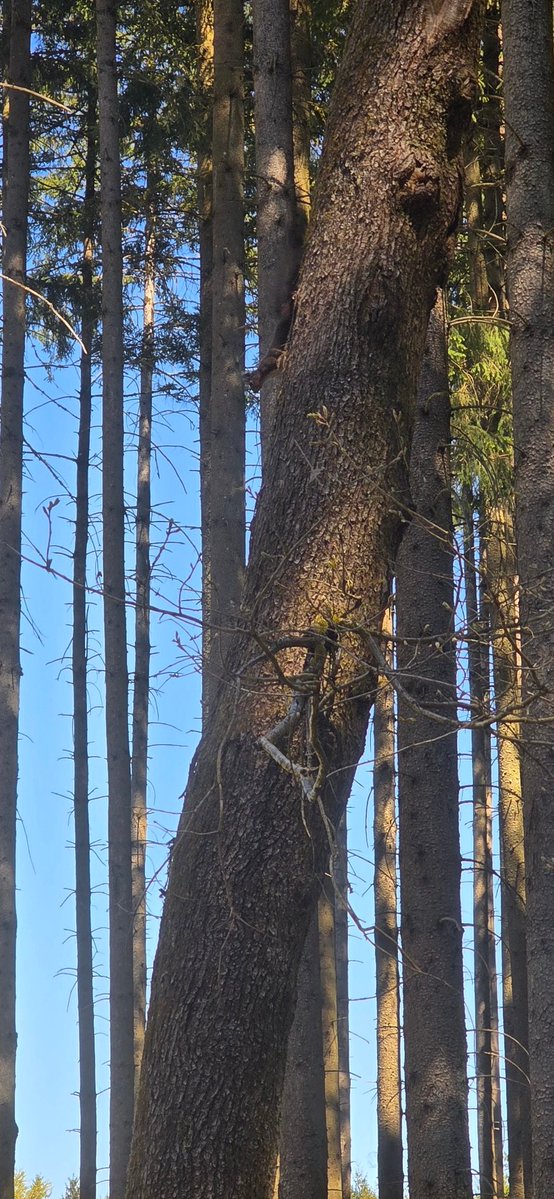 AlexandraS11451's tweet image. #squirrls  #butterflies, #birds