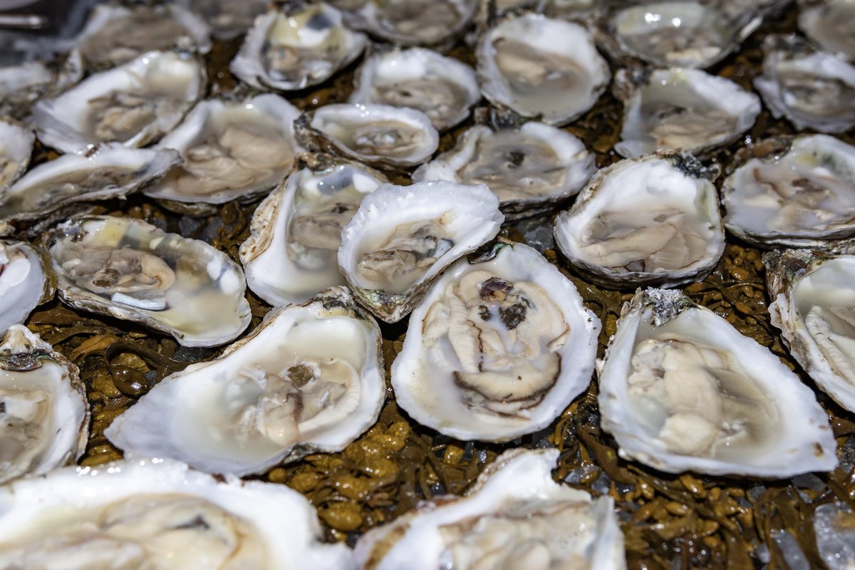 Jimmy’s Famous Seafood tweet media