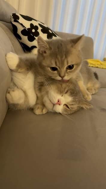 *guguply*... Haloo setelah sekian bulan tidak produktif, mencoba mengenalkan anak baruku yang masih tema peri perian dengan nama 𝗔𝘃𝗲𝗿𝘆! Mohon bantuan untuk ospeknya guys, kalau ada yang tidak aman bolee dm aku yaa. Help repost teman temannn:3 #zonauang