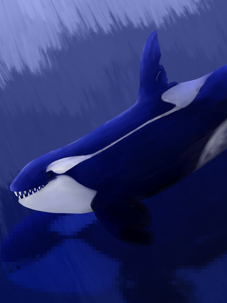 Woke Shamu tweet media