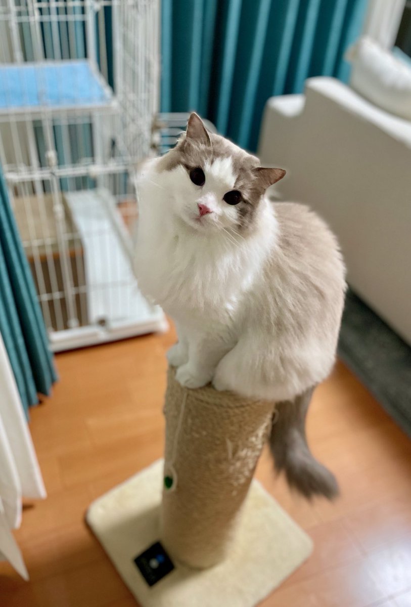 お目々らんらん
まだまだ遊ぶそうです

 #猫がいる幸せ #ねこかわいいね
