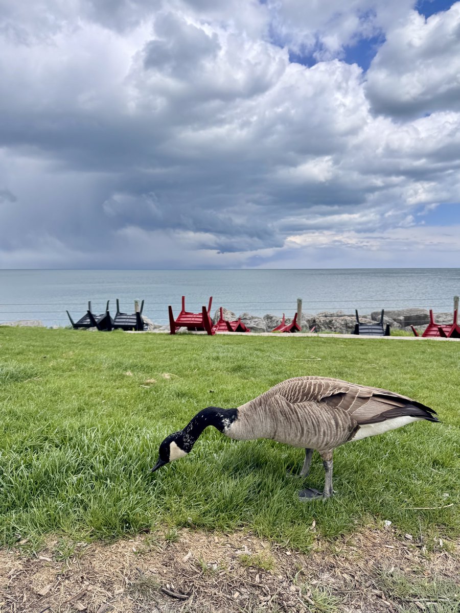 LaurelDelaney's tweet photo. The Global Small Business Blog: Geese Always Support Each Other: https://t.co/W9OxcY8Ot6 #globalsmallbusiness #globalsmallbusinessblog #geese #supportoneanother https://t.co/JXDk9iiZXk