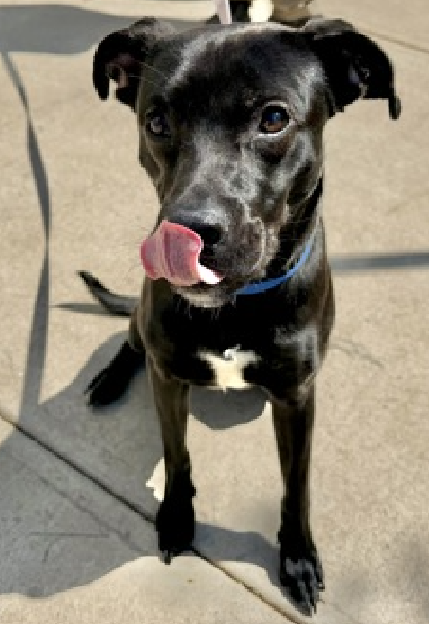Enzo💔🎯
Old/New Dog on the Block  
nycacc.app/#/browse/243847 
Rescue Only 
#FosterMe #Pledge 

You adopted a beautiful, smart #PuppyLove 
Taught him a bunch of tricks
But you never made him feel safe 

Enzo an award winning companion
He loves his people, adventures, play, training