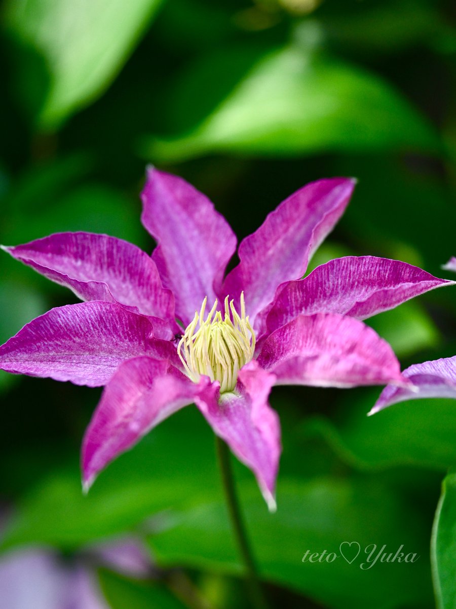 naushika_1996's tweet image. 〜テトの花便り〜

春の花、大輪のクレマチス
いつものより大きいカモ〜

この鮮やかな紫色は、萼(ガク)ﾃﾞｽ
花びらは退化して無いのよ~
根本は日影に、
花と葉っぱは太陽☀️に
‥が一番元気な花姿です!

おはようございます☁️ღ'ᴗ'ღ☀️
今日の☀️お日様は大切ですよ

#クレマチス 
#FlowerPhotography