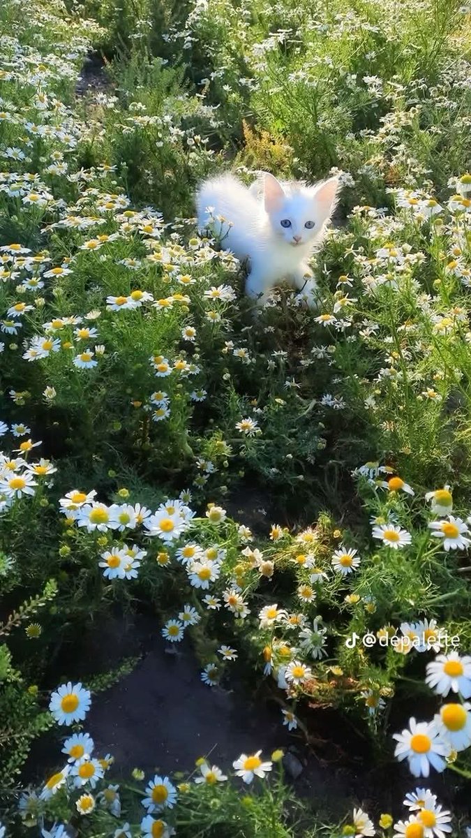 Purely Green tweet media