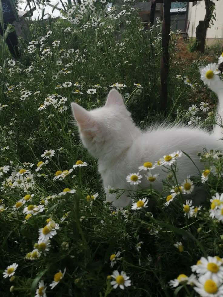 Purely Green tweet media