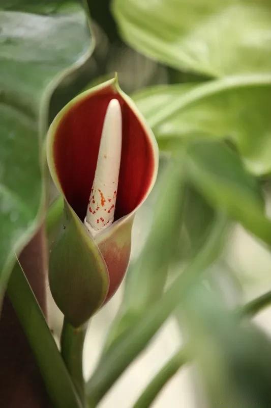 royaL Design Italia tweet media