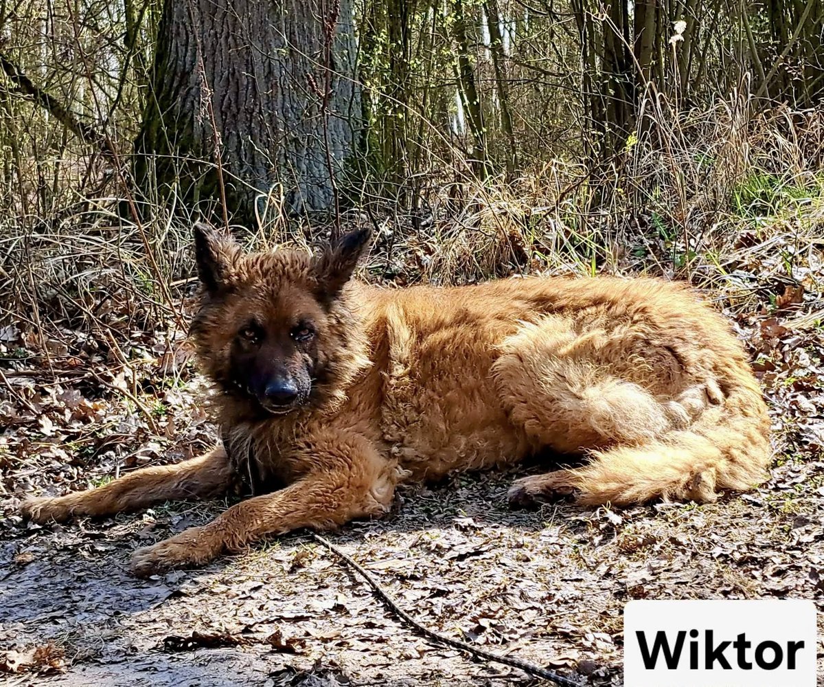 Robwalka Wolf tweet media