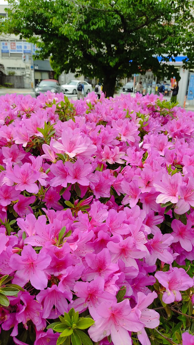 iexps57's tweet photo. 😃#季節の花 #ツツジ #躑躅 #街中スナップ #駅前
📱#スマホ撮り #RedmiNote9s https://t.co/g01DT6puuE