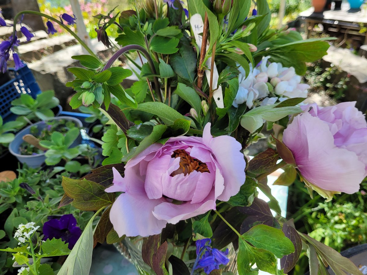 dovecotenursery's tweet photo. Beautiful peonies and freesias on the table today in my cut flower arrangements #anglesey #local #seasonal #xhef https://t.co/ZYxGxiyqTh