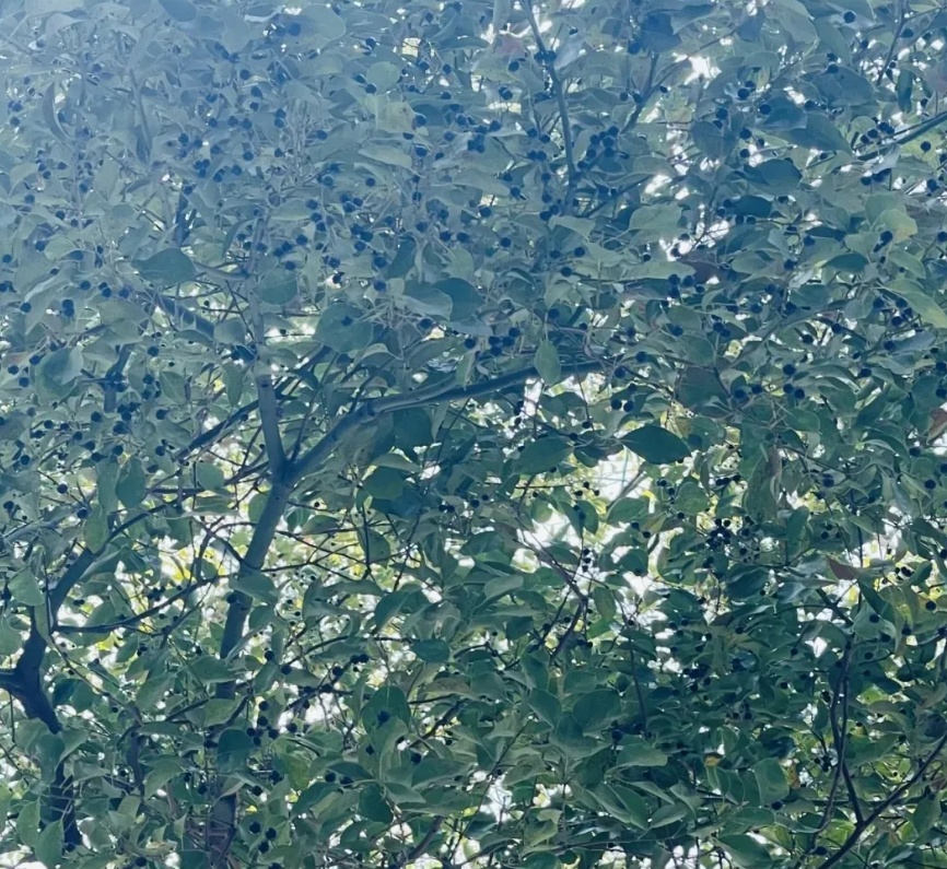 Julian Dominguez tweet media