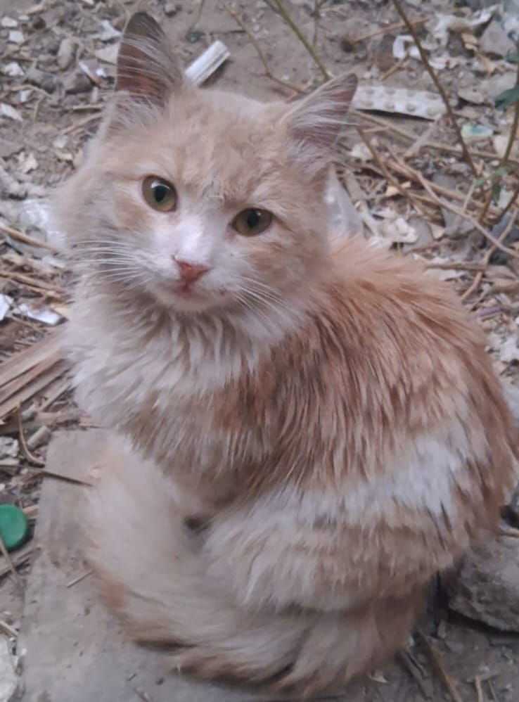 Animal Friends Shelter tweet media