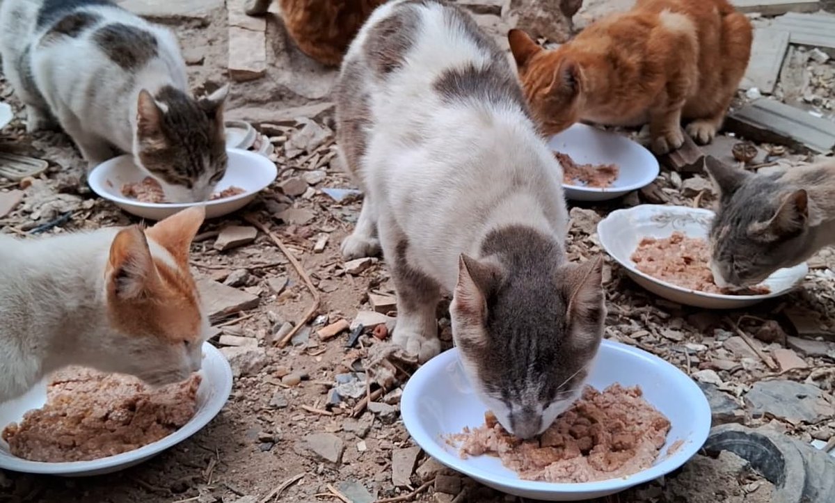 Animal Friends Shelter tweet media