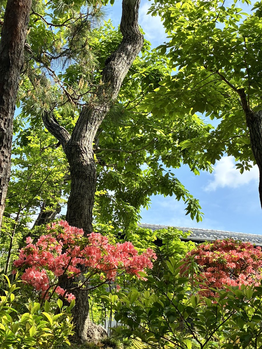 HaikuMagatama's tweet photo. 本日、まがたま句会でした。
角川庭園の植物たちの伸びやかなこと。
日差しのあたたかさと風のつめたさの混ざり合う心地よさの中、句座を囲めることの幸せを思います。 https://t.co/VutAPtnwXn