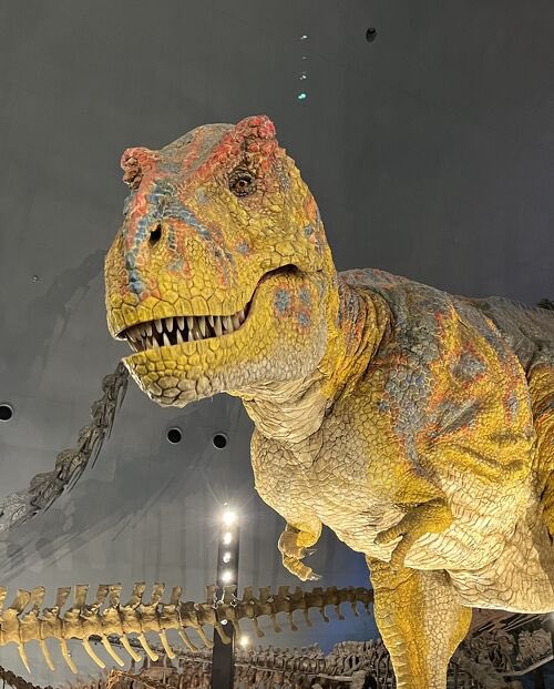 はよshiね〜福井県民bot🦖🦕 tweet media
