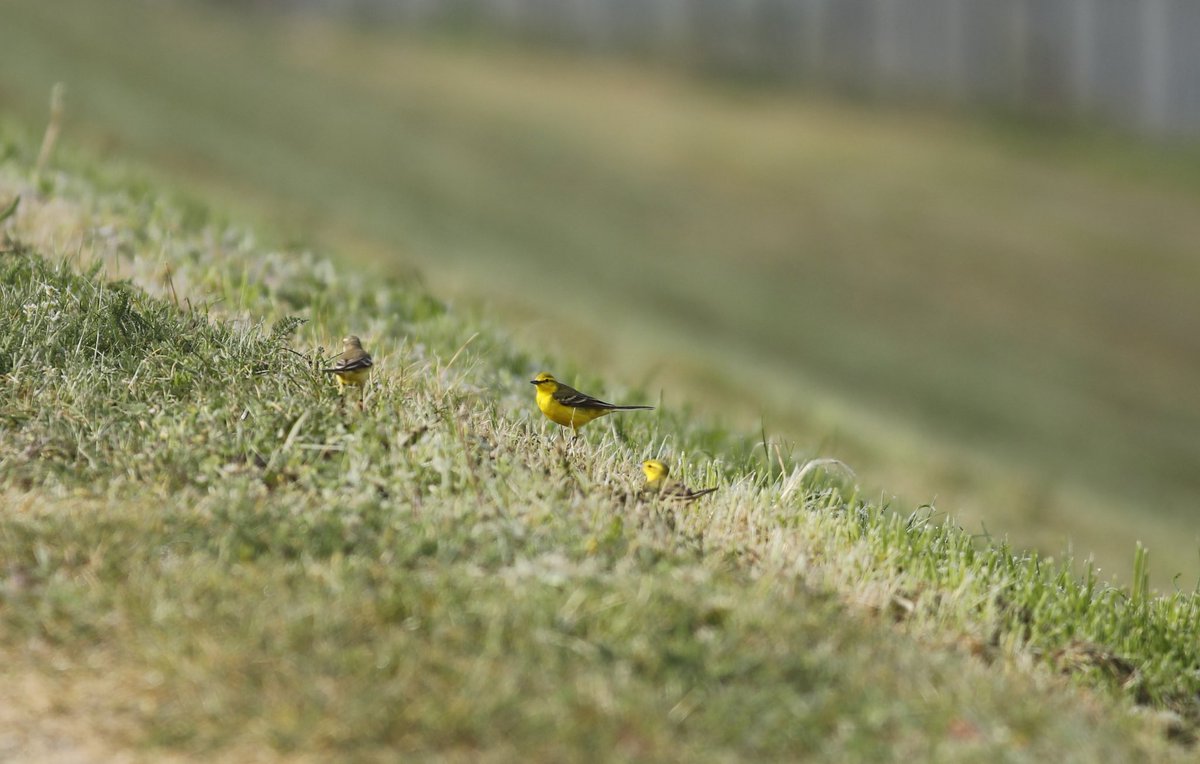 KGV today: 2 Black Tern, 2 Little Tern, 21 Yellow Wagtails, Wheatear, 5 Lesser Whitethroat, 3 Common Sandpipers among the best of the 65 species seen.