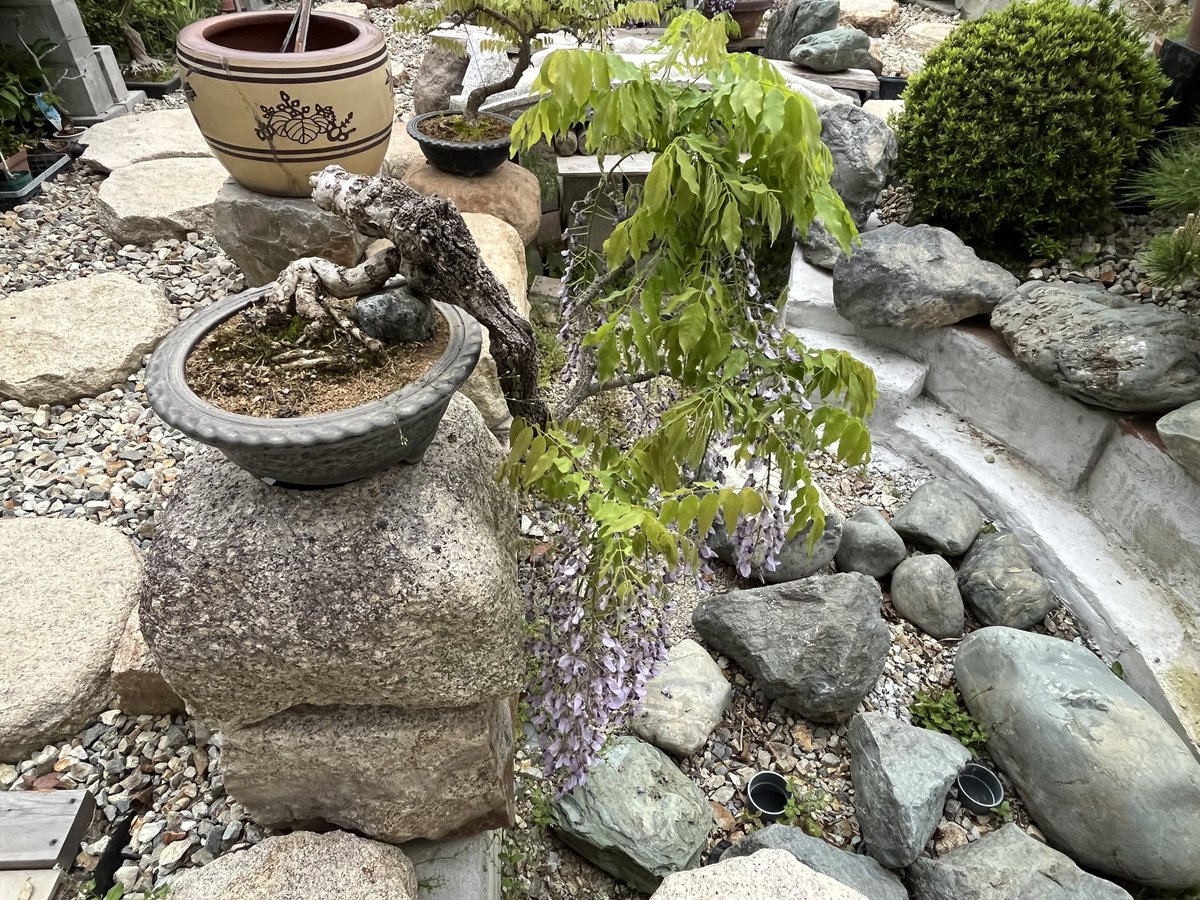 懸崖風の藤盆栽！ A wisteria bonsai in the style of a cliff #bonsai