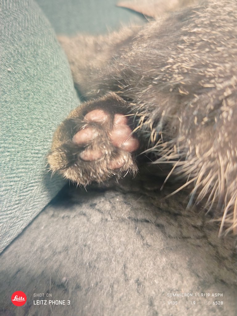 こでまり tweet media