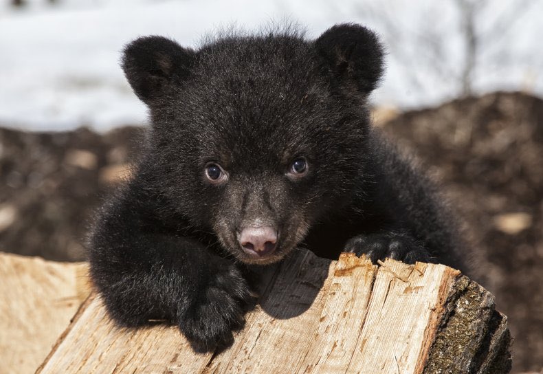 🐻 Bear 🍃 tweet media