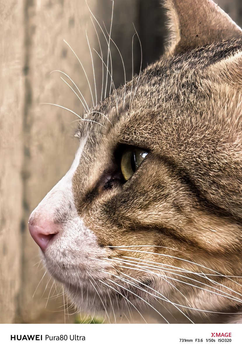 I3d3m's tweet image. #Huawei
#Pura80Ultra 👑 📸
#XMAGE
#photography
📸 1️⃣2️⃣ 
10x
📸3️⃣
30X
📸4️⃣
48x
No one competes with Huawei except Huawei
I hope you are well and peace wherever you are
Greetings to all🌹💌👍