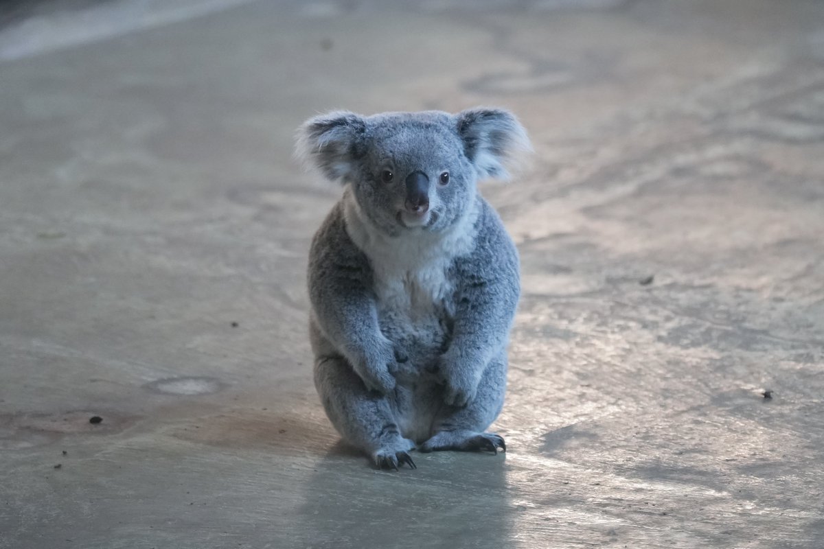 さとこ tweet media