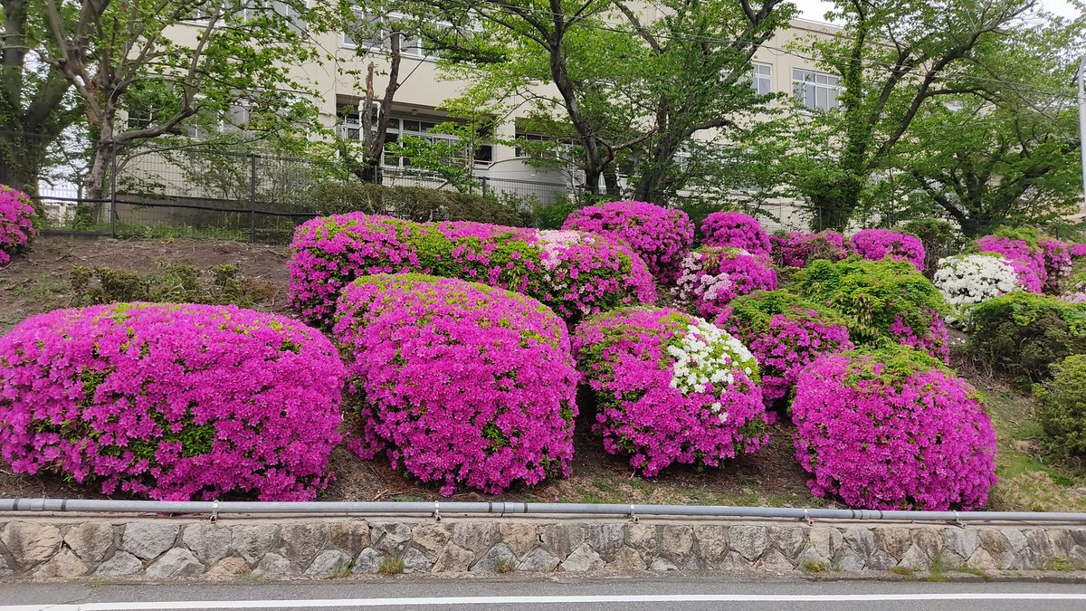 iexps57's tweet photo. 😃#季節の花 #ツツジ #躑躅 #街中スナップ #関電寮
📱#スマホ撮り #RedmiNote9s https://t.co/4Wd7fbmy38