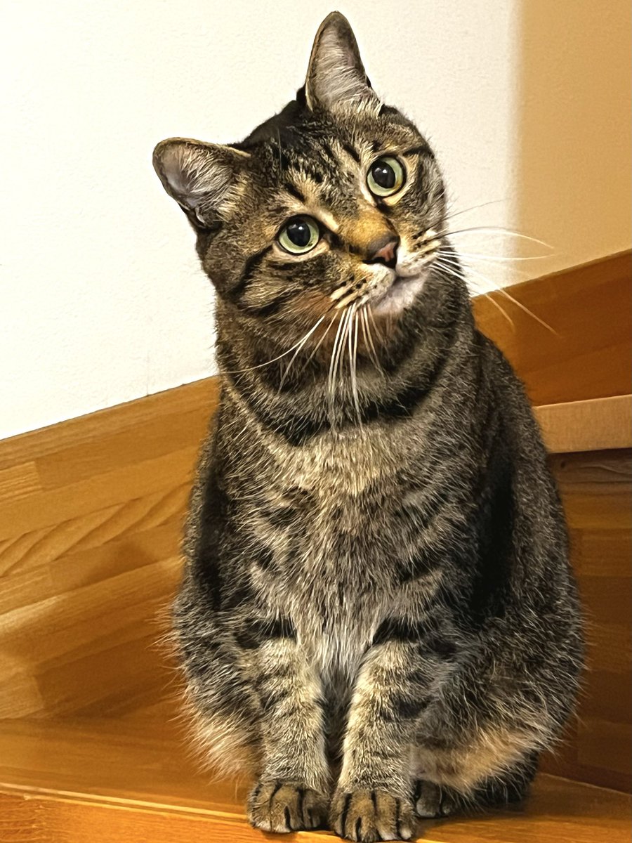 ただの猫好き (@chitakohaku) / Posts / X