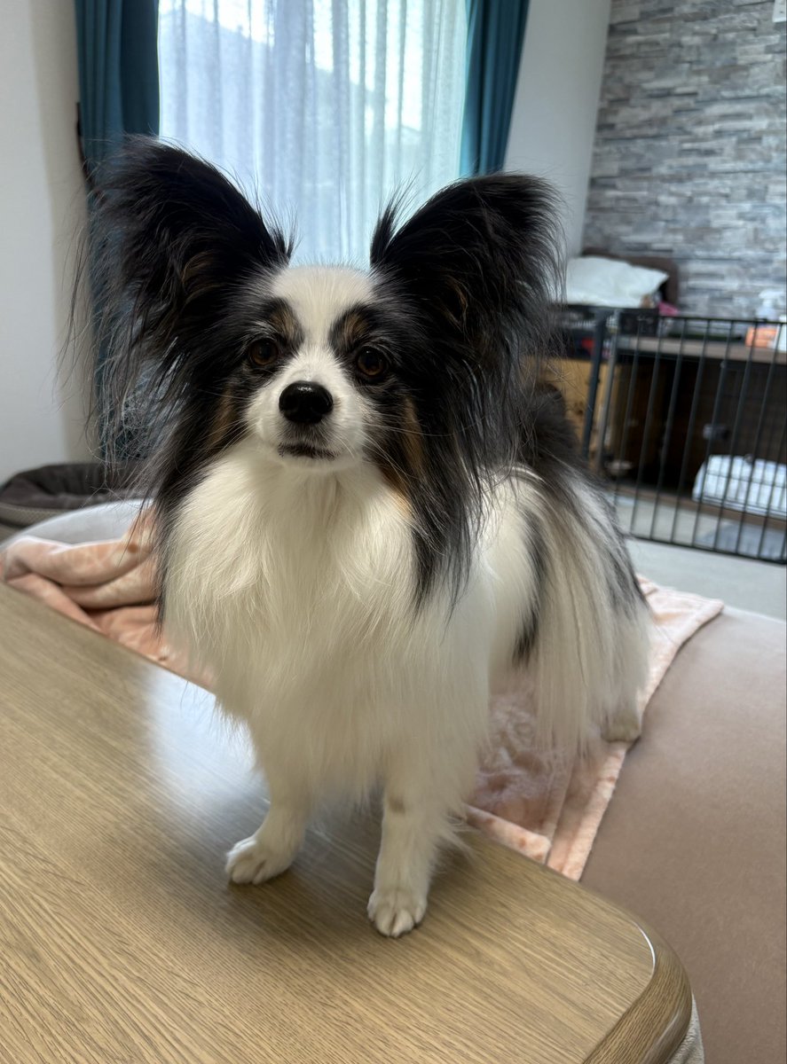 ほんのちょっとテーブルに手をかけてるだけですが