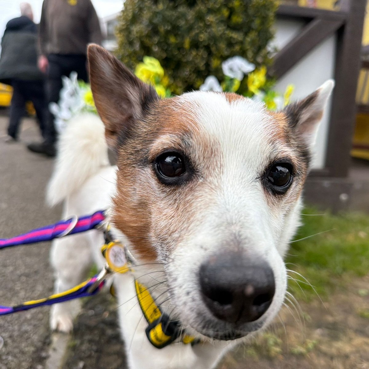 Little Ben, 16 years young, is looking for a cosy spot on someone's sofa. 💛

Ben is currently having a lovely time in foster - he loves nothing more than a potter about the garden and watching the world go by. ☺️🪴

Could you give this sweet boy a forever home? Check out his