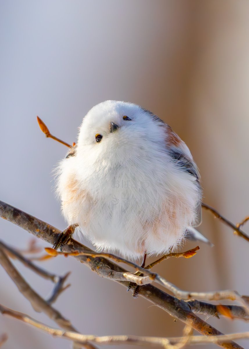 おはようシマエナガ tweet media