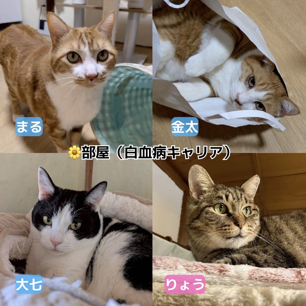 ミヤネコ(宇都宮大学保護猫サークル) tweet media