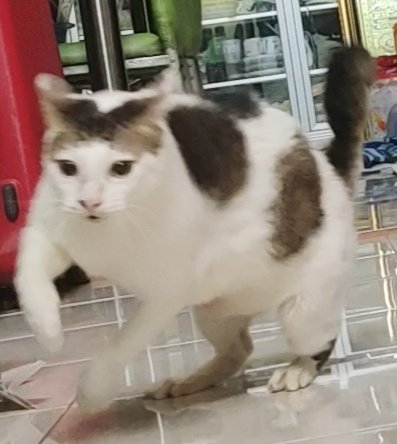 Itsjustgreen | ﾟ⁠.⁠*⁠･GOES MANDIRI ERA *･⁠｡ﾟ tweet media