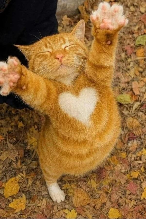 Interacto tweet media